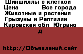 Шиншиллы с клеткой › Цена ­ 8 000 - Все города Животные и растения » Грызуны и Рептилии   . Кировская обл.,Югрино д.